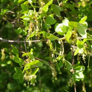 Photographie n°38141 du taxon Acer monspessulanum L. [1753]