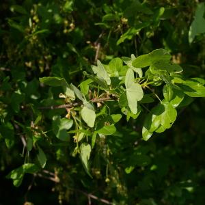 Photographie n°38142 du taxon Acer monspessulanum L. [1753]