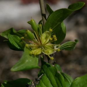 Photographie n°38148 du taxon Cornus sanguinea L. [1753]