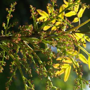 Photographie n°38175 du taxon Pistacia terebinthus L. [1753]