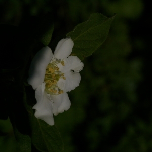 Photographie n°38185 du taxon Mespilus germanica L. [1753]