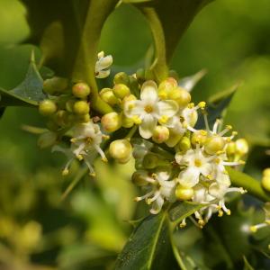 Photographie n°38194 du taxon Ilex aquifolium L. [1753]