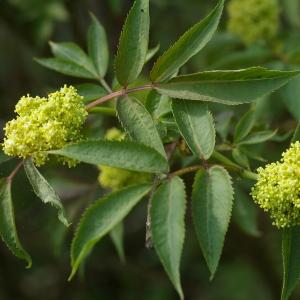 Photographie n°38204 du taxon Sambucus racemosa L. [1753]