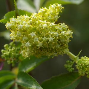 Photographie n°38205 du taxon Sambucus racemosa L. [1753]