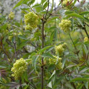 Photographie n°38206 du taxon Sambucus racemosa L. [1753]