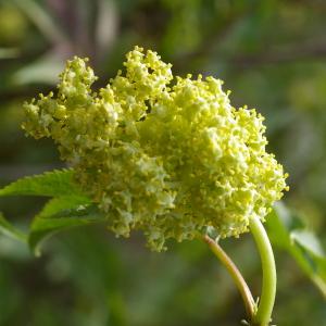 Photographie n°38207 du taxon Sambucus racemosa L. [1753]