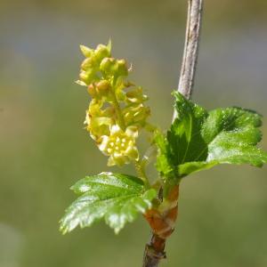 Photographie n°38213 du taxon Ribes alpinum L. [1753]