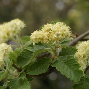 Hahnia suecica (L.) Dippel (Alisier de Suède)