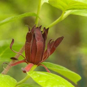 Calycanthus floridus L.