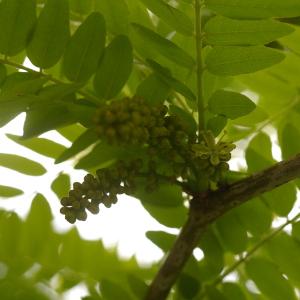 Photographie n°38230 du taxon Gleditsia triacanthos var. inermis (L.) Castigl. [1790]