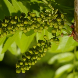 Photographie n°38232 du taxon Gleditsia triacanthos var. inermis (L.) Castigl. [1790]