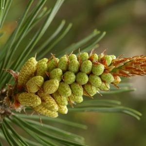 Photographie n°38235 du taxon Pinus mugo Turra [1764]