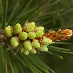 Photographie n°38236 du taxon Pinus mugo Turra [1764]