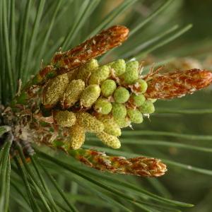 Pinus mugo Turra (Pin de montagne)