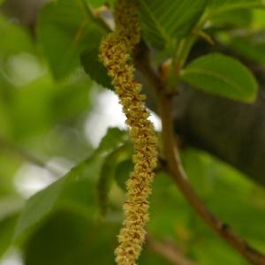 Photographie n°38238 du taxon Ostrya carpinifolia Scop. [1772]