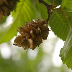 Photographie n°38239 du taxon Ostrya carpinifolia Scop. [1772]