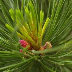 Photographie n°38243 du taxon Pinus cembra L. [1753]