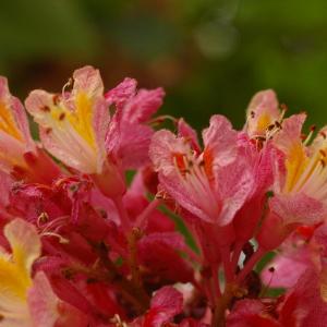 Aesculus pavia L. (Marronnier à fleurs rouges)