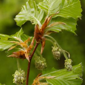 Photographie n°38274 du taxon Fagus sylvatica L. [1753]