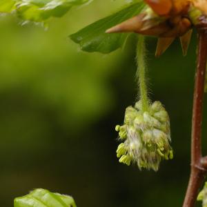 Fagus sylvatica var. cristata Lodd. (Hêtre)