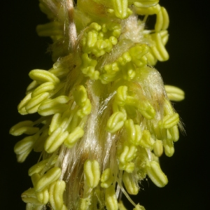 Photographie n°38329 du taxon Fagus sylvatica L. [1753]