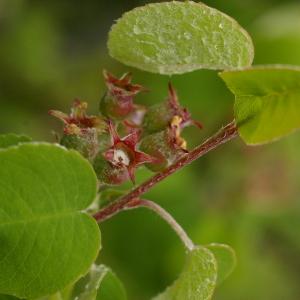 Photographie n°38338 du taxon Amelanchier ovalis Medik. [1793]