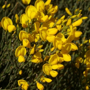 Photographie n°38350 du taxon Genista salzmannii var. salzmannii