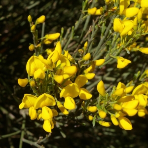 Photographie n°38351 du taxon Genista salzmannii var. salzmannii