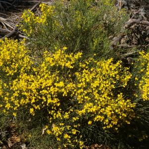 Photographie n°38353 du taxon Genista salzmannii var. salzmannii