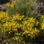  Michel POURCHET  - Genista salzmannii var. salzmannii