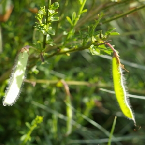 Photographie n°38355 du taxon Cytisus scoparius (L.) Link [1822]