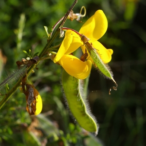 Photographie n°38356 du taxon Cytisus scoparius (L.) Link [1822]