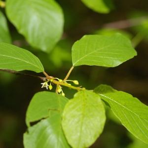 Photographie n°38361 du taxon Frangula dodonei subsp. dodonei