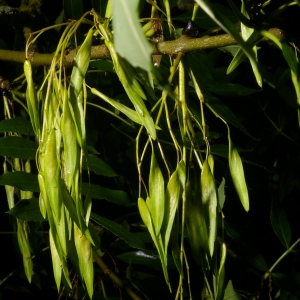 Photographie n°38373 du taxon Fraxinus excelsior L. [1753]