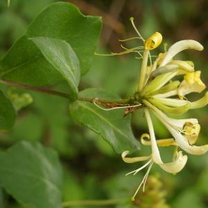 Photographie n°38375 du taxon Lonicera periclymenum L. [1753]