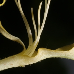 Photographie n°38378 du taxon Lonicera periclymenum L. [1753]