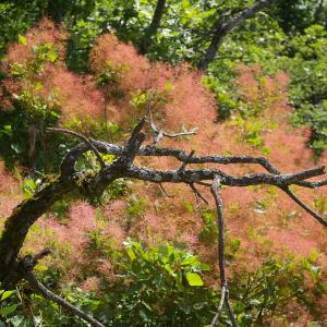 Photographie n°38400 du taxon Cotinus coggygria Scop. [1771]