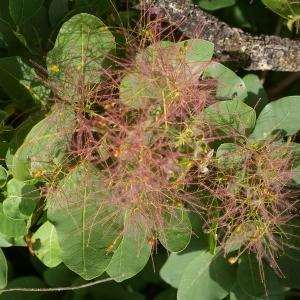 Photographie n°38402 du taxon Cotinus coggygria Scop. [1771]