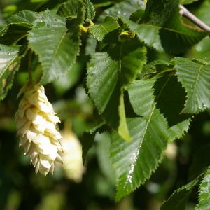 Photographie n°38436 du taxon Ostrya carpinifolia Scop. [1772]