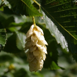 Photographie n°38437 du taxon Ostrya carpinifolia Scop. [1772]