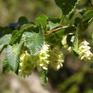 Photographie n°38438 du taxon Ostrya carpinifolia Scop. [1772]