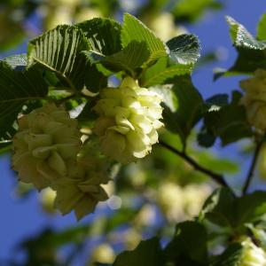 Ostrya virginiana subsp. carpinifolia (Scop.) Briq. (Charme-houblon)