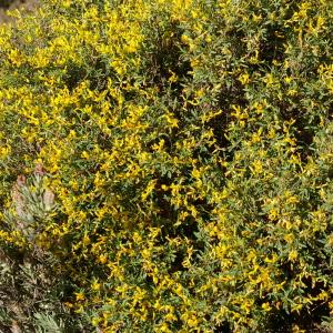 Photographie n°38442 du taxon Genista scorpius (L.) DC. [1805]