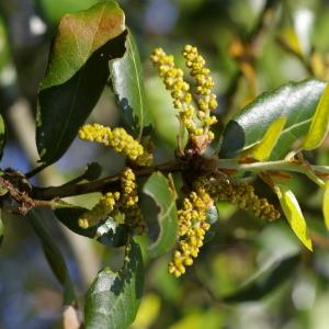 Photographie n°38444 du taxon Quercus ilex L. [1753]