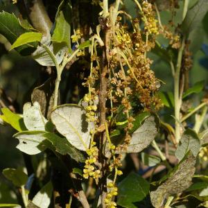 Photographie n°38448 du taxon Quercus ilex L. [1753]