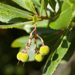 Photographie n°38452 du taxon Arbutus unedo L. [1753]