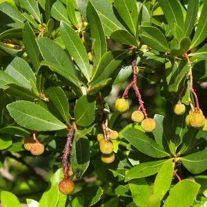 Photographie n°38454 du taxon Arbutus unedo L. [1753]