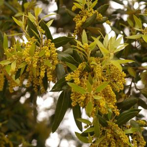 Photographie n°38463 du taxon Quercus ilex L. [1753]