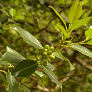 Photographie n°38468 du taxon Ilex aquifolium L. [1753]