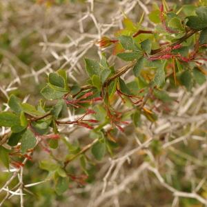 Photographie n°38472 du taxon Berberis aetnensis C.Presl [1826]